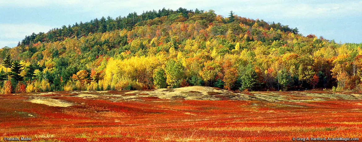 Franlin, Maine Blueberry Field