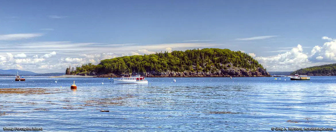 Sheep Porcupine Island