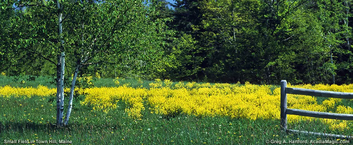Small field in Town Hill, Bar Harbor, Maine