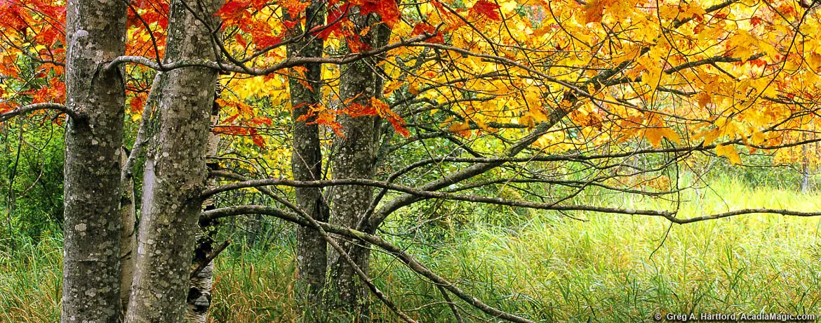 Autumn Season