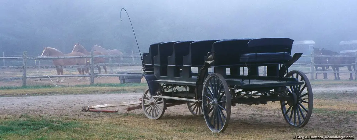 Horse carriage at Wildwood Stables in Acadia