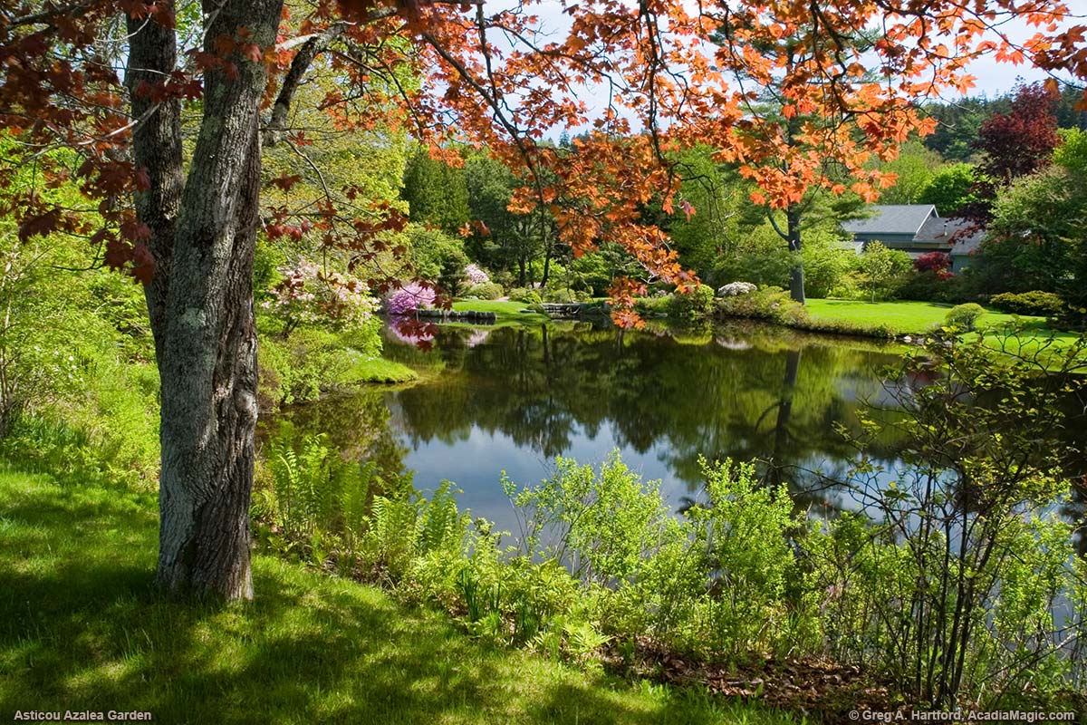 May 28 in Asticou Azalea Garden