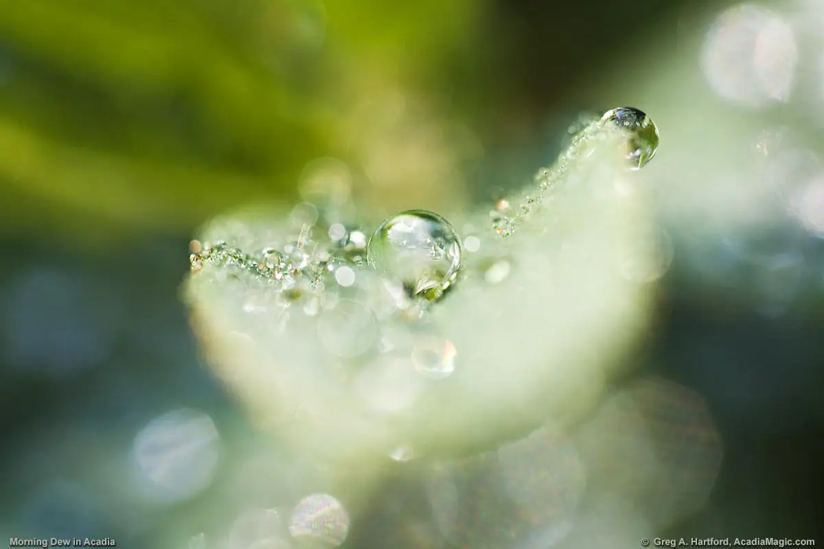 Morning dewdrops on a plant leaf in Acadia National Park