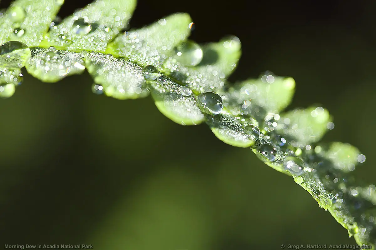 Click to return to Wild Gardens of Acadia page
