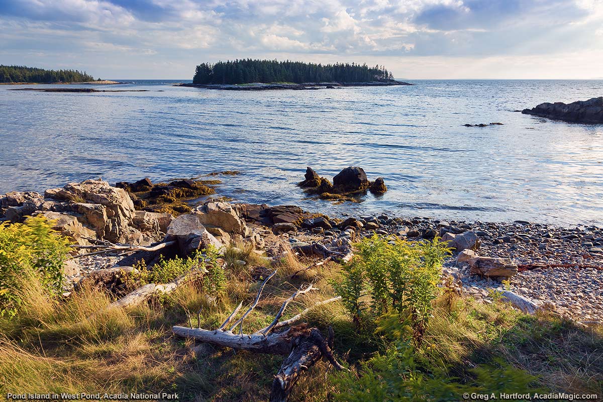 Pond Island in Acadia National Park, Hancock County