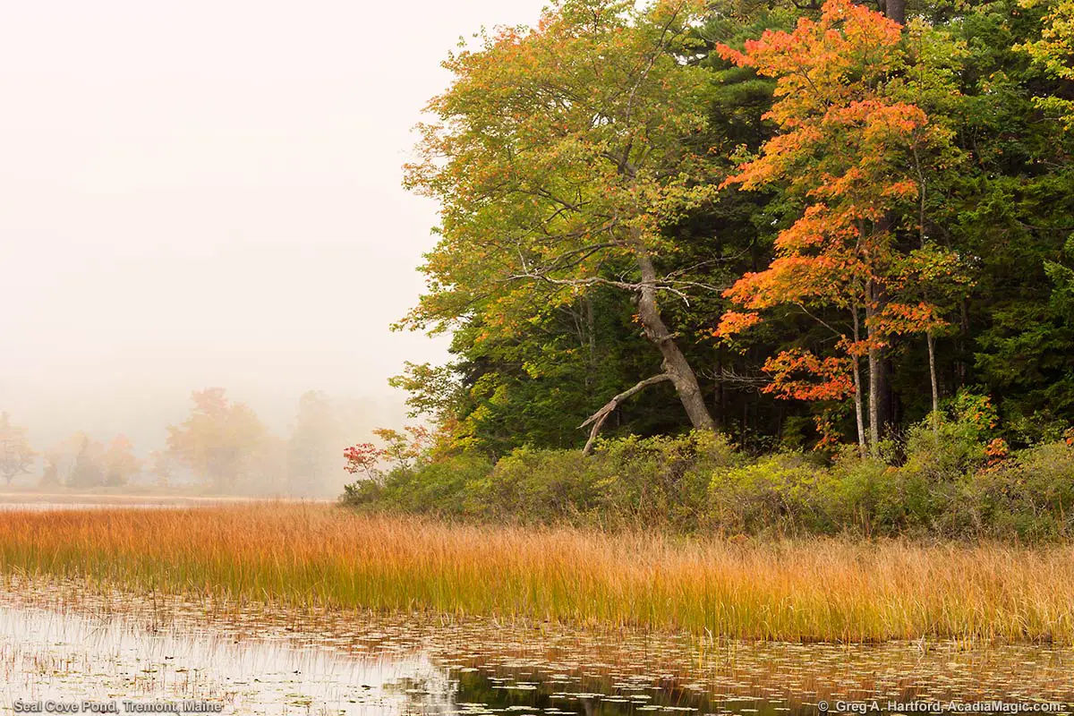 Seal Cove Pond in Autumn Season
