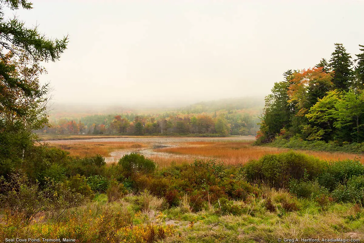 Southern End of Seal Cove Pond