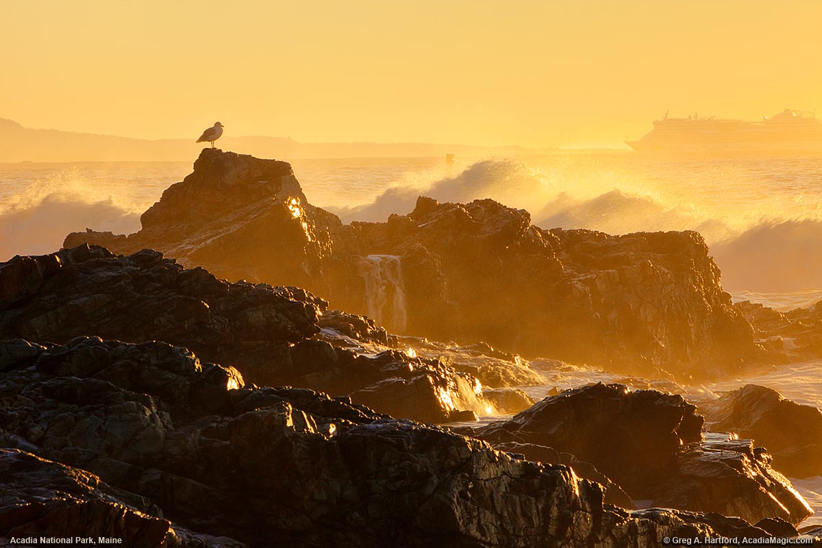 Seagull, Cruise Ship, and Waves on Mount Desert Island, Maine