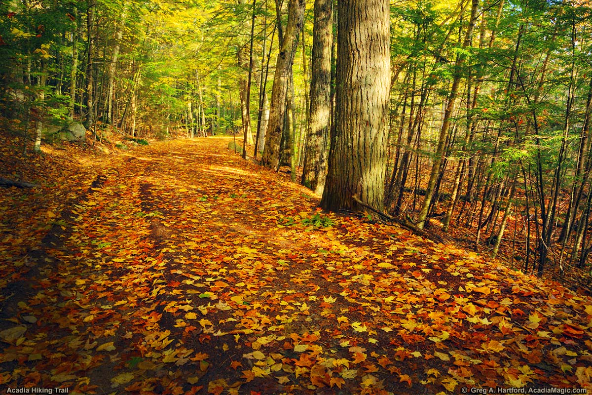 Acadia National Park & Bar Harbor hiking trail