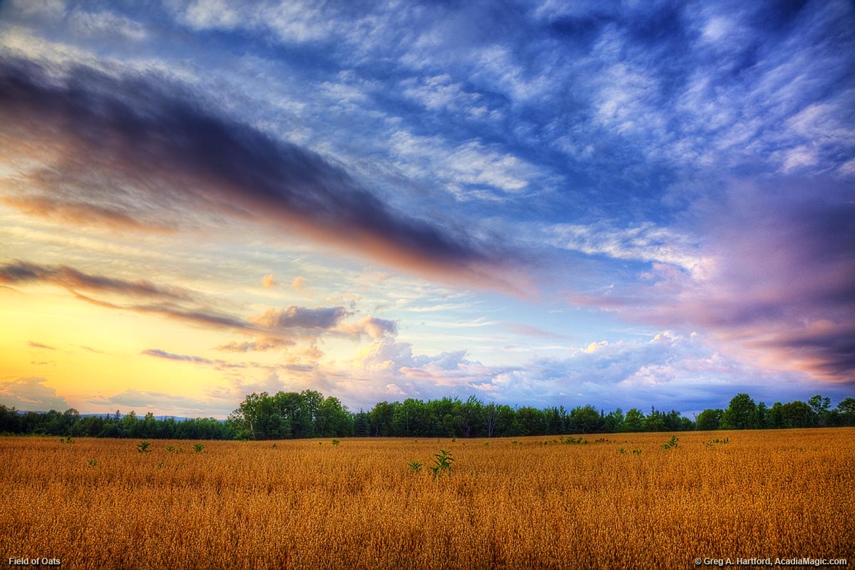 Field of Oats in the Maine Highlands