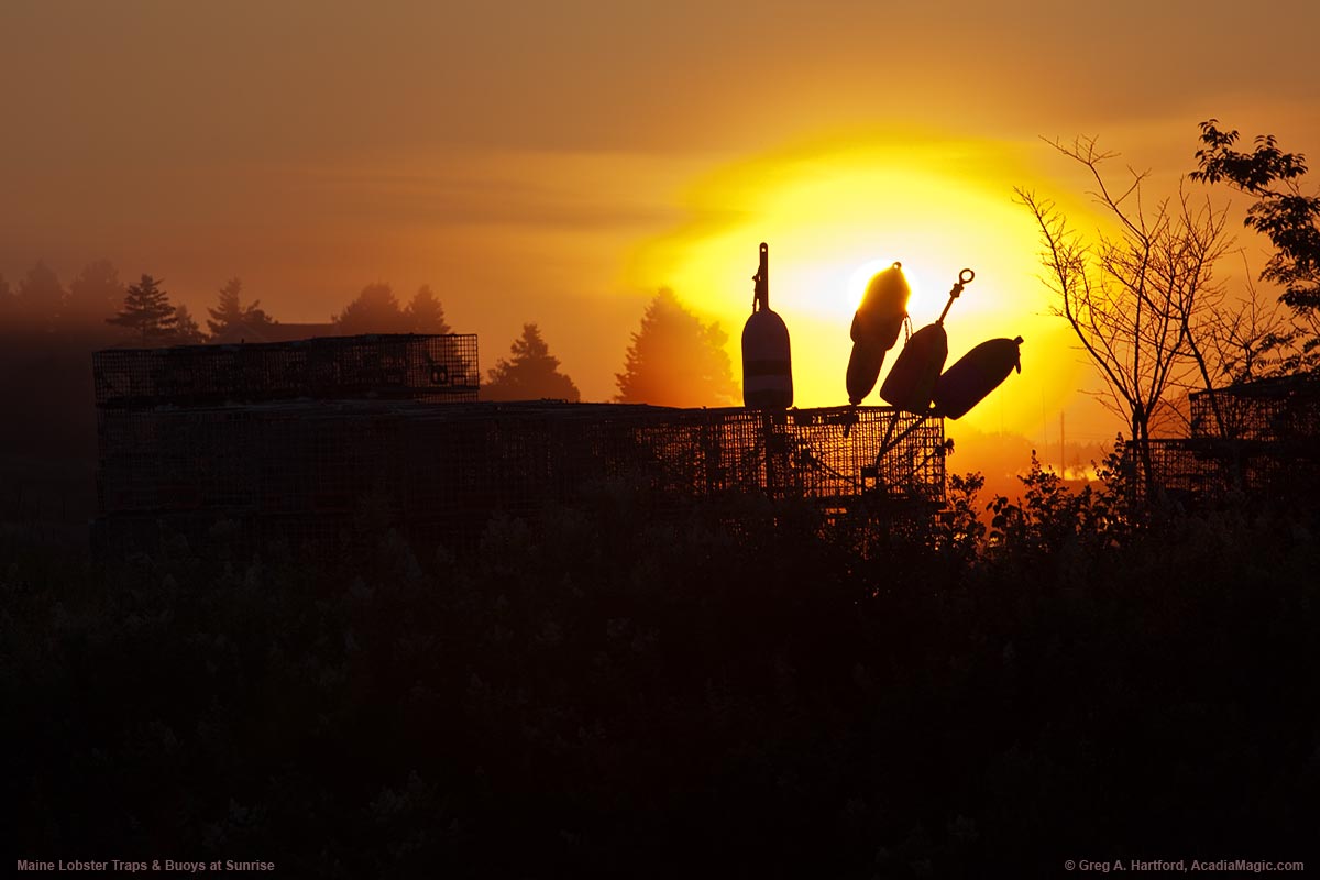 Maine lobster buoys and traps in the light of sunrise