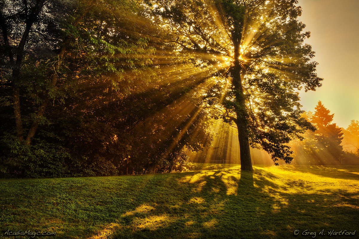 Rays of Sunlight behind Tree and Morning Fog in Seal Harbor