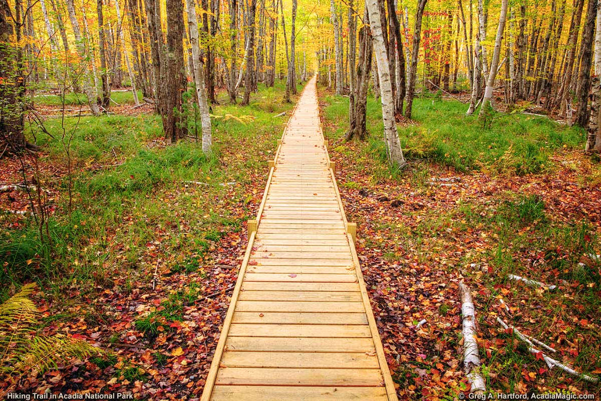 Boardwalk on Acadia National Park hiking trail