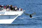 Bar Harbor Whale Watch