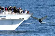 Bar Harbor Whale Watch