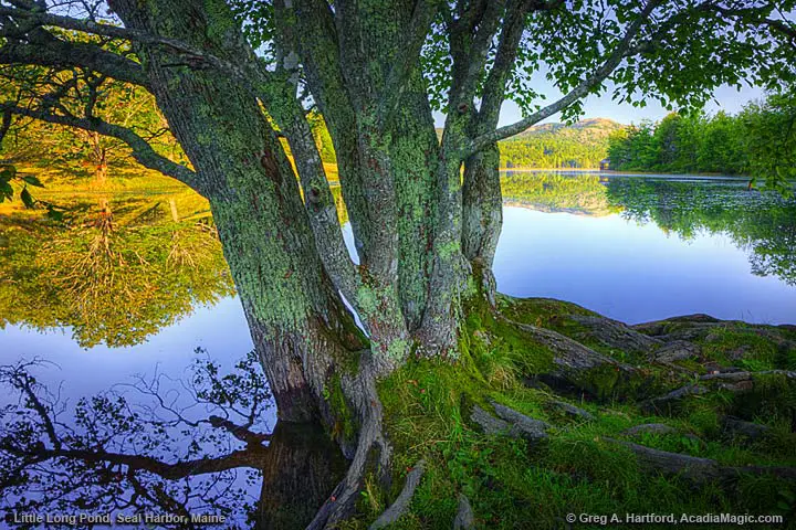 Tree at Long Pond in Seal Harbor, Maine