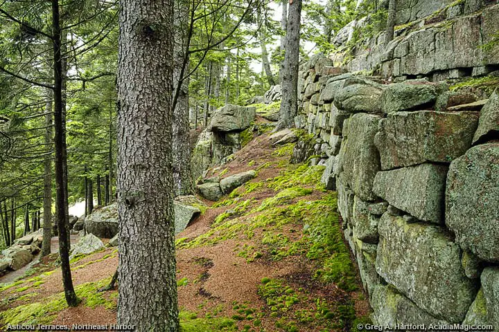 Sloped section with evergreen trees that are next to large granite step area