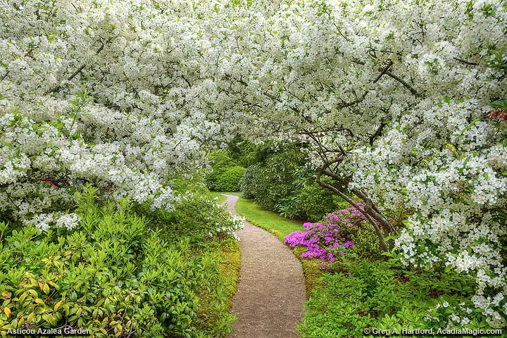 Asticou Azalea Garden in Northeast Harbor, Maine