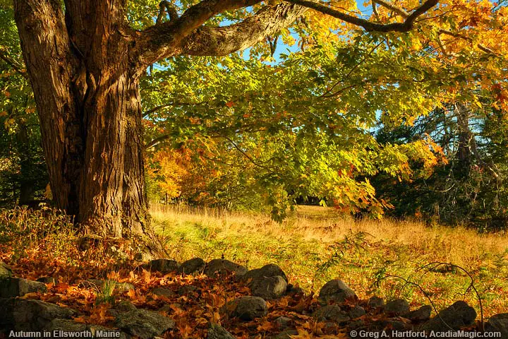 Autumn Maple Tree and Leaves