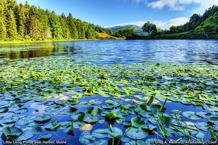 Little Long Pond in Seal Harbor, Maine