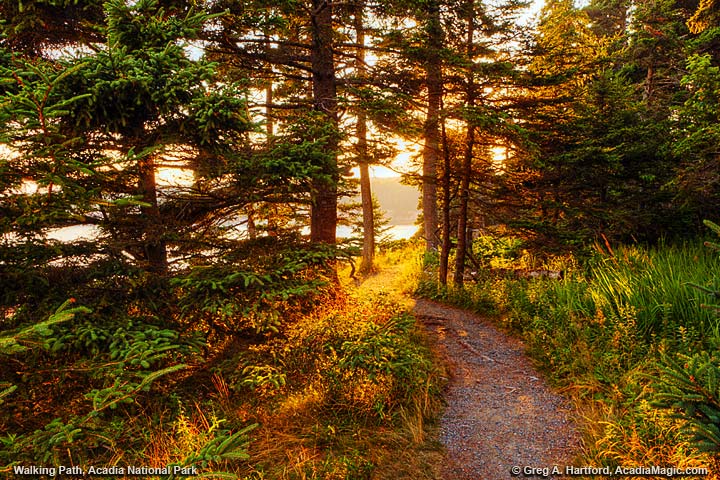 Pathway through the Woods