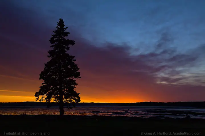 Twilight with Silhouette of Evergreen Tree