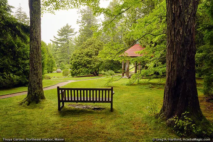 Sitting bench in Thuya Garden