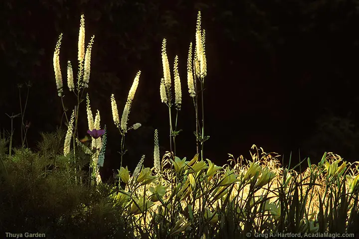 High contrast lite plants and flowers in Thuya Garden