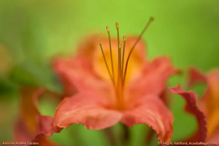 A close-up of a flower showing the filament and anther