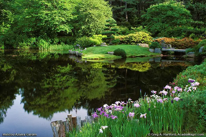 A view of Asticou Azalea Garden from roadside