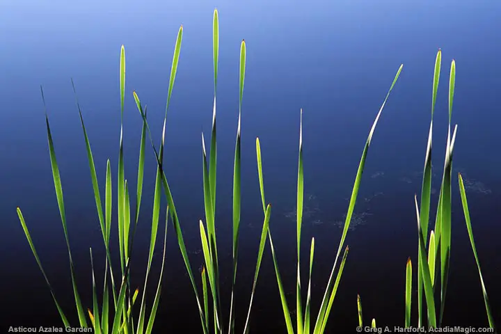 Beautifully elegant and graceful green and blue contrast