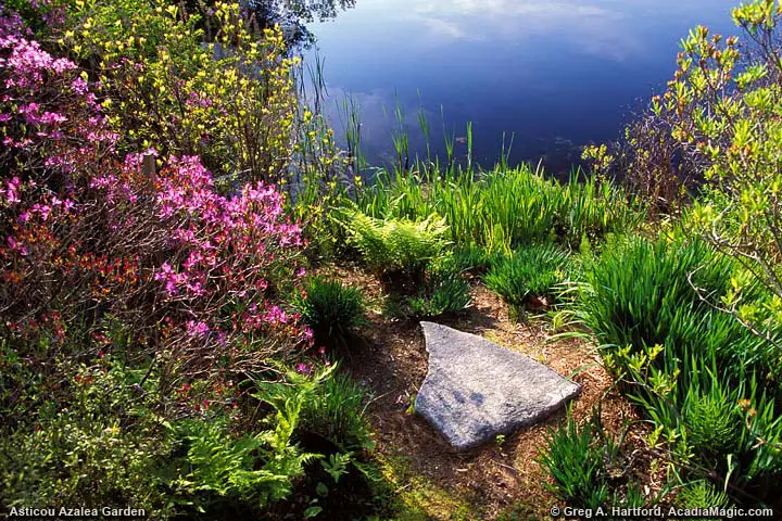 Beautiful scene at water's edge
