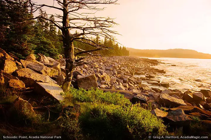 An old weathered tree next to shore