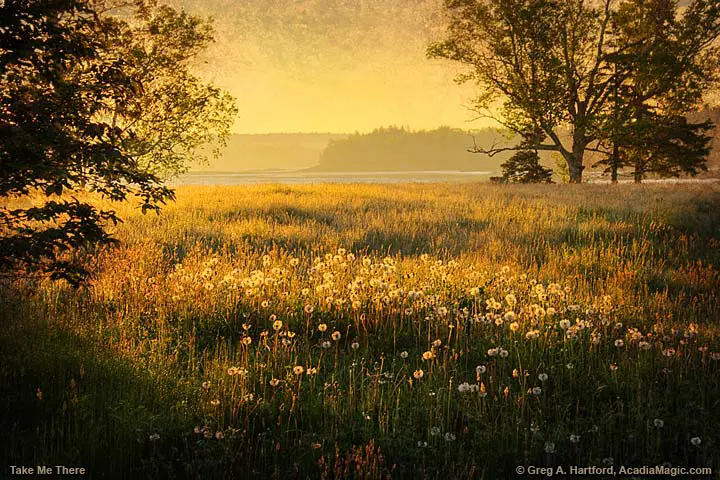 Dandelions in Trenton, Maine on Thompson Island in Acadia