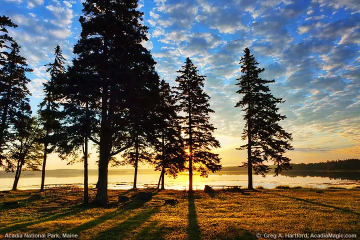 Surise with silhouette of trees at picnic area in Acadia