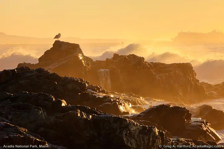 Rocky Coast and Waves of Mount Desert Island, Maine