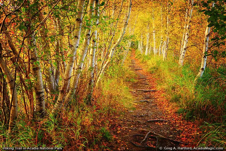 Acadia Hiking Trail in Bar Harbor, Maine